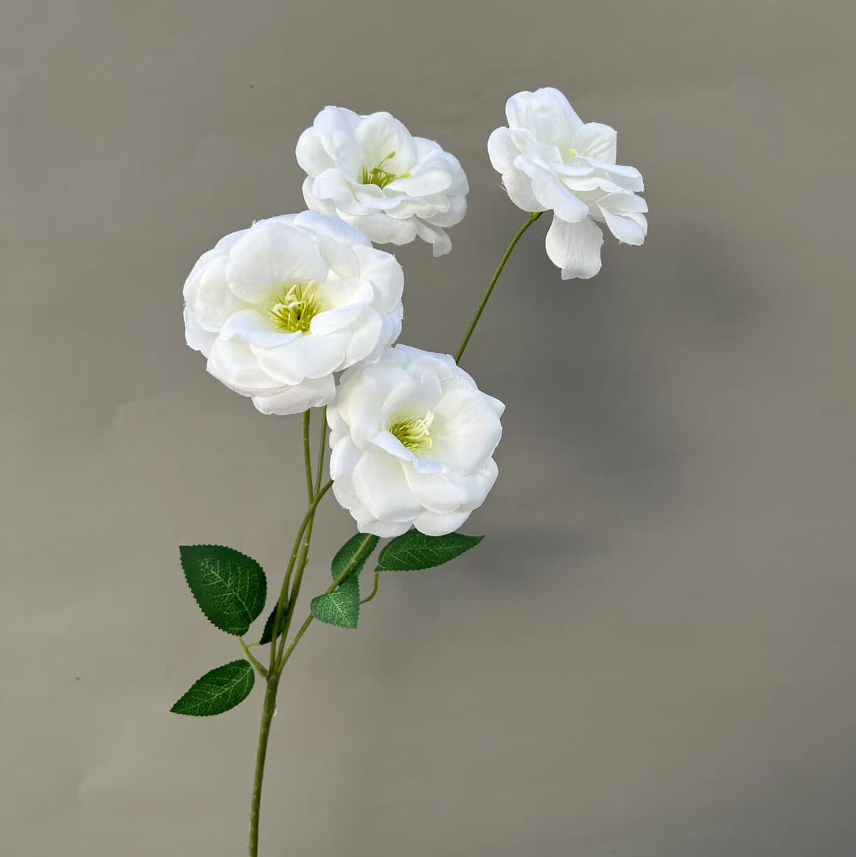 蝴蝶花 · 白色蝴蝶花