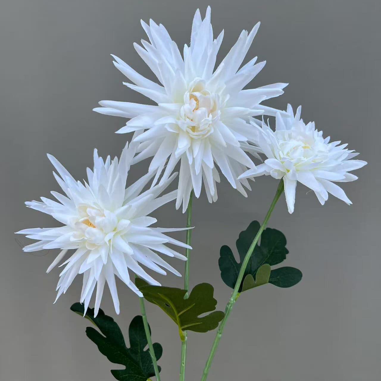 蟹爪菊 · 白色蟹爪菊