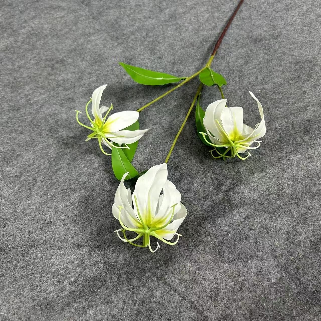火焰百合 · 白色火焰百合