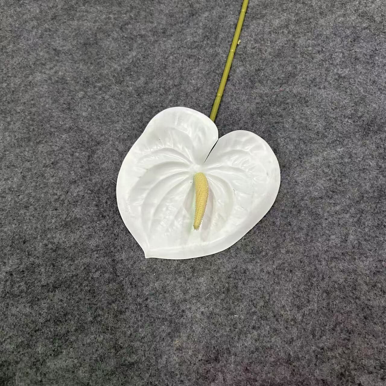掌 · 白掌