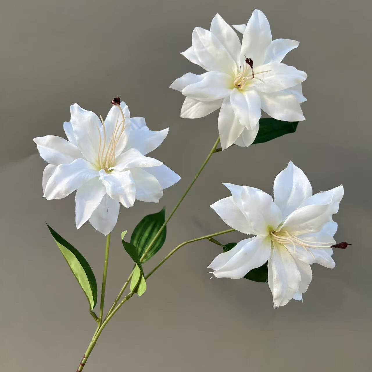 3D小百合 · 白色3D小百合