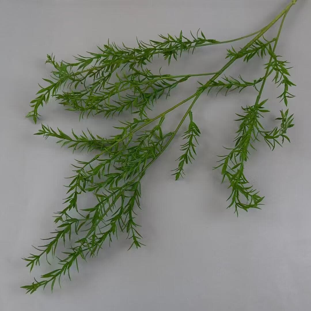 海草 · 绿色海草