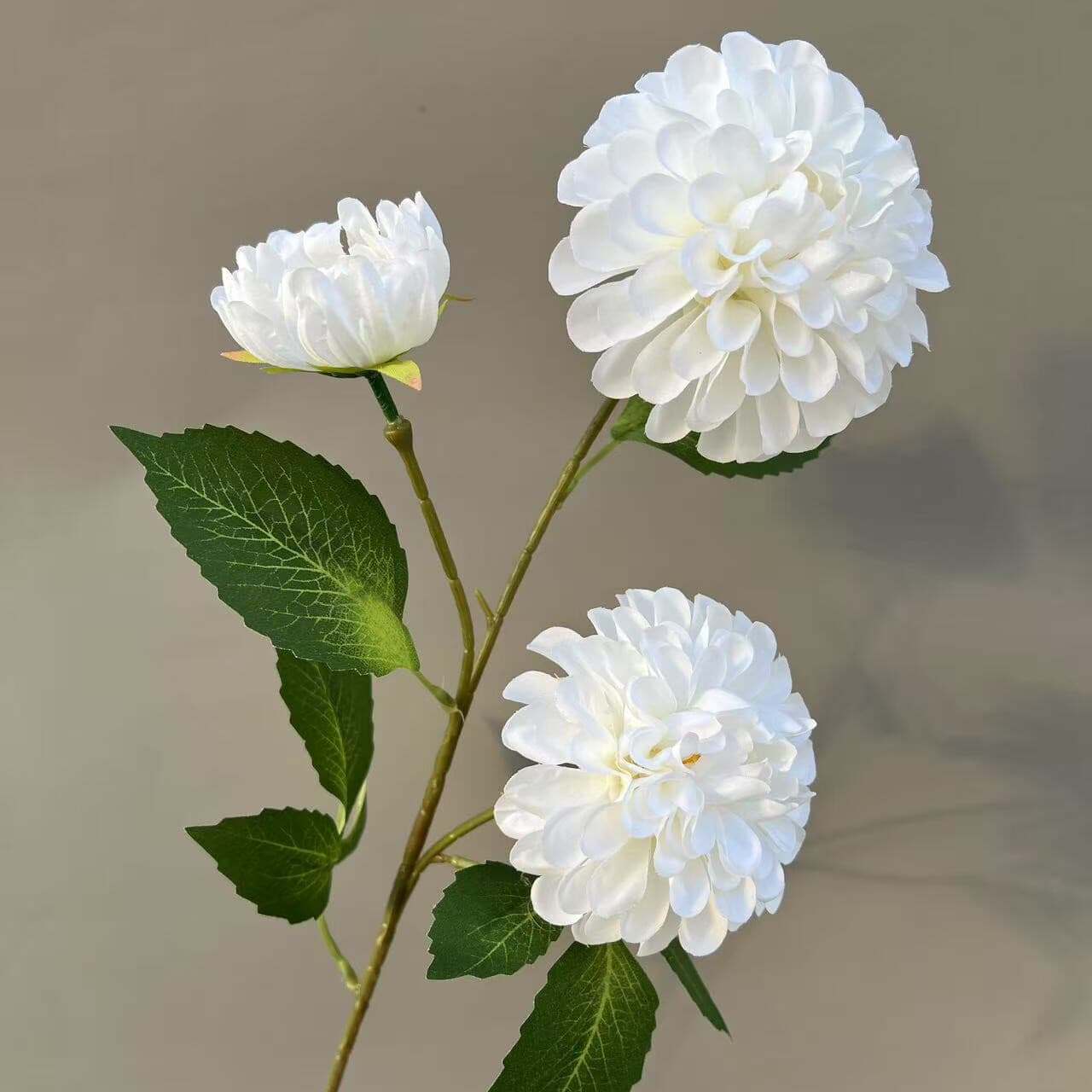暗香大丽花 · 白色暗香大丽花