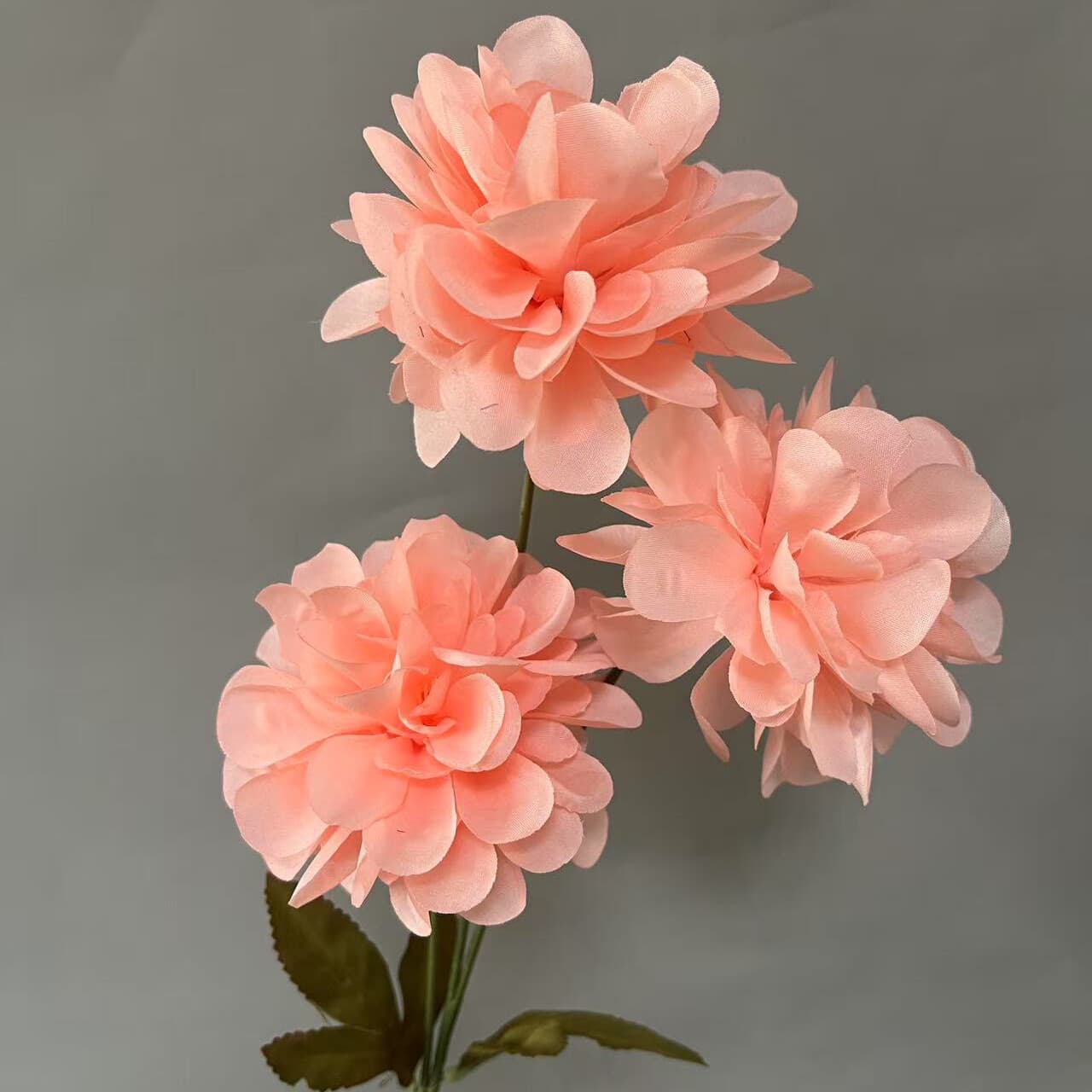 富贵菊 · 深粉色富贵菊