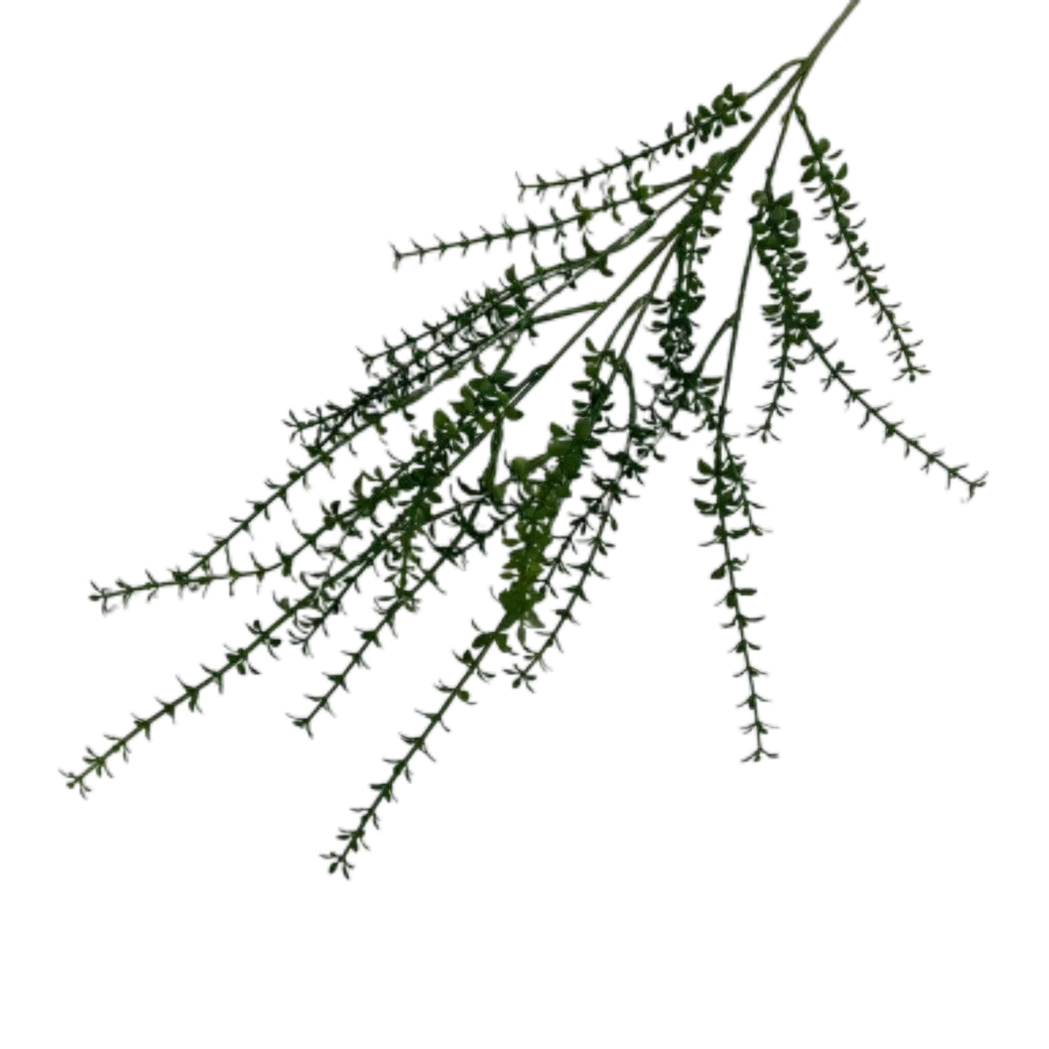 小千层草