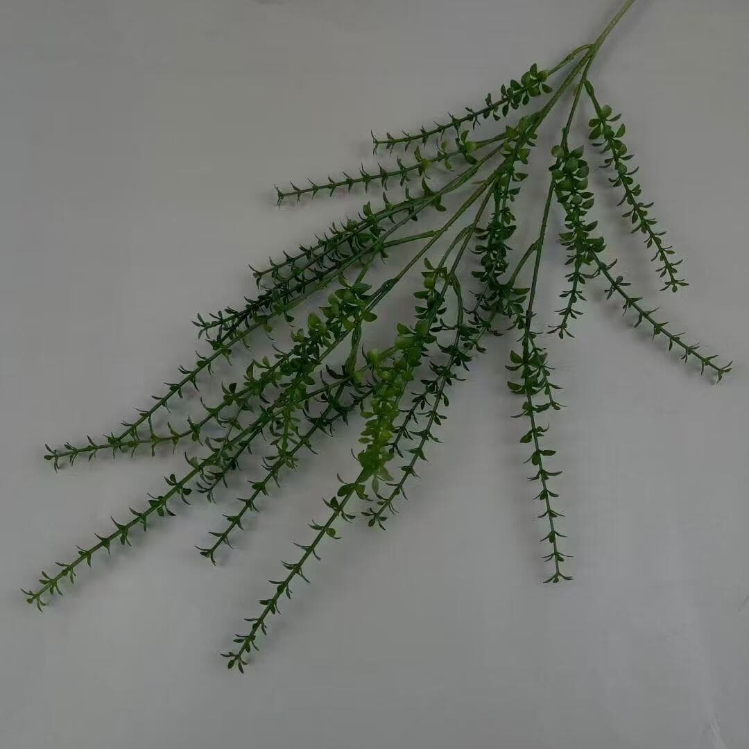 小千层草 · 深绿色小千层草