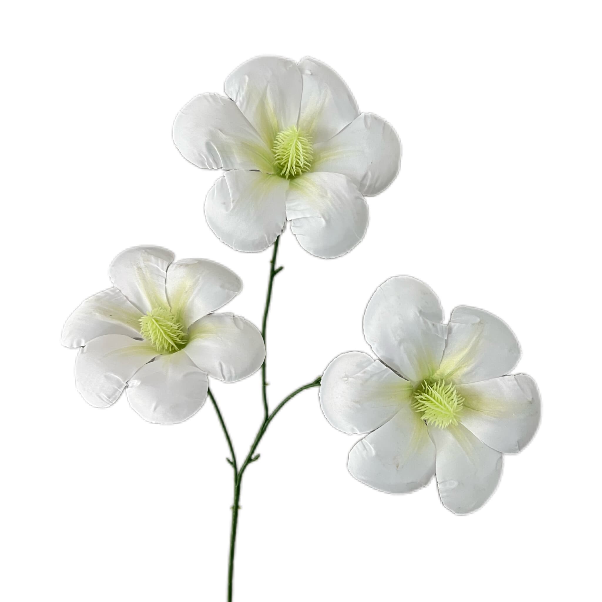 太阳花