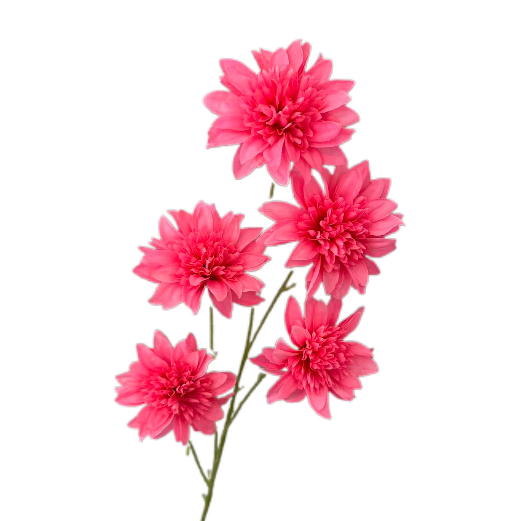 仙人菊