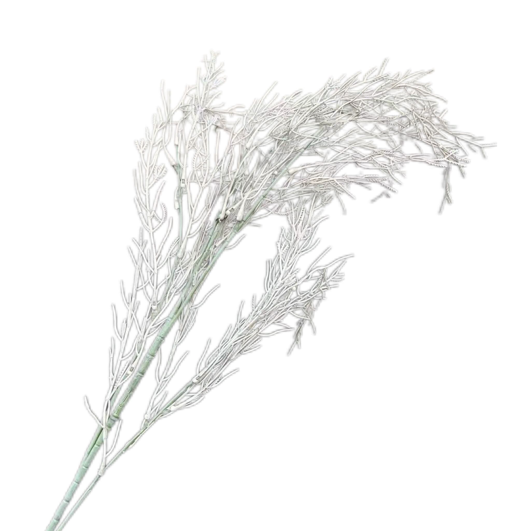 芦荨