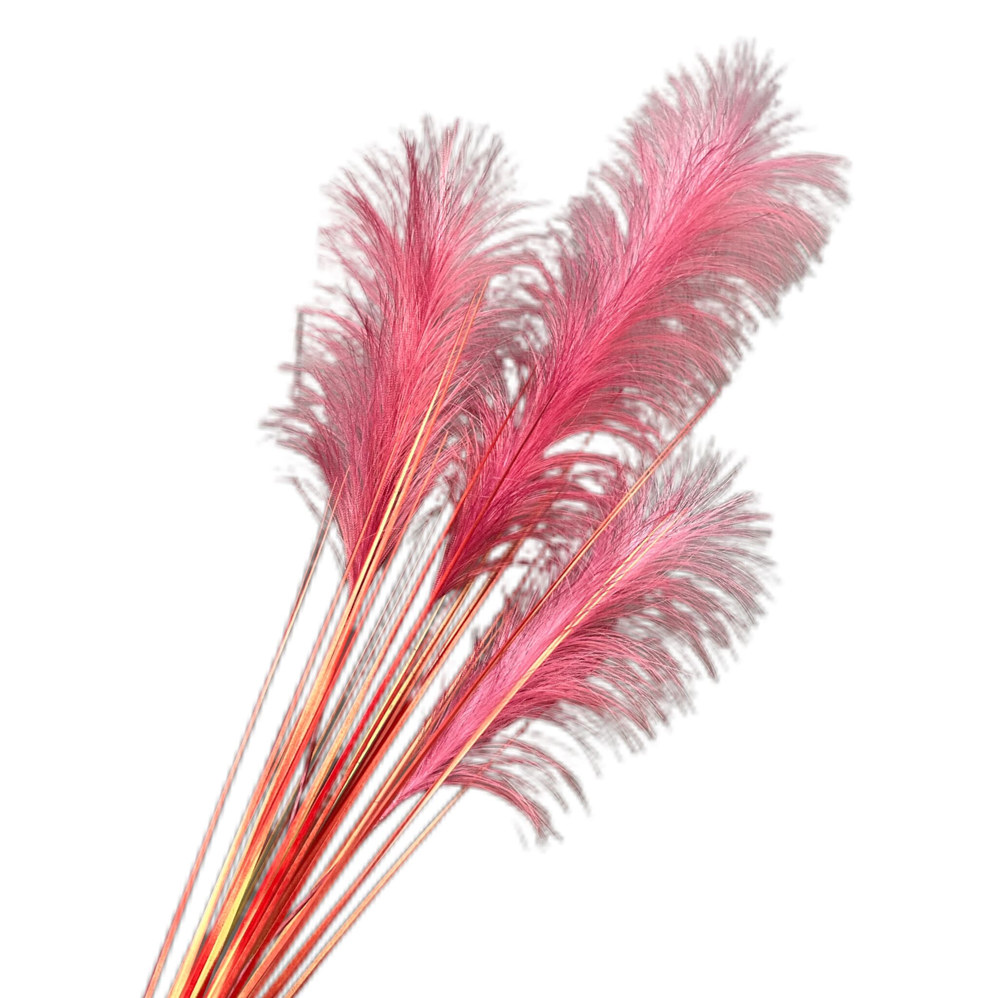 芦苇