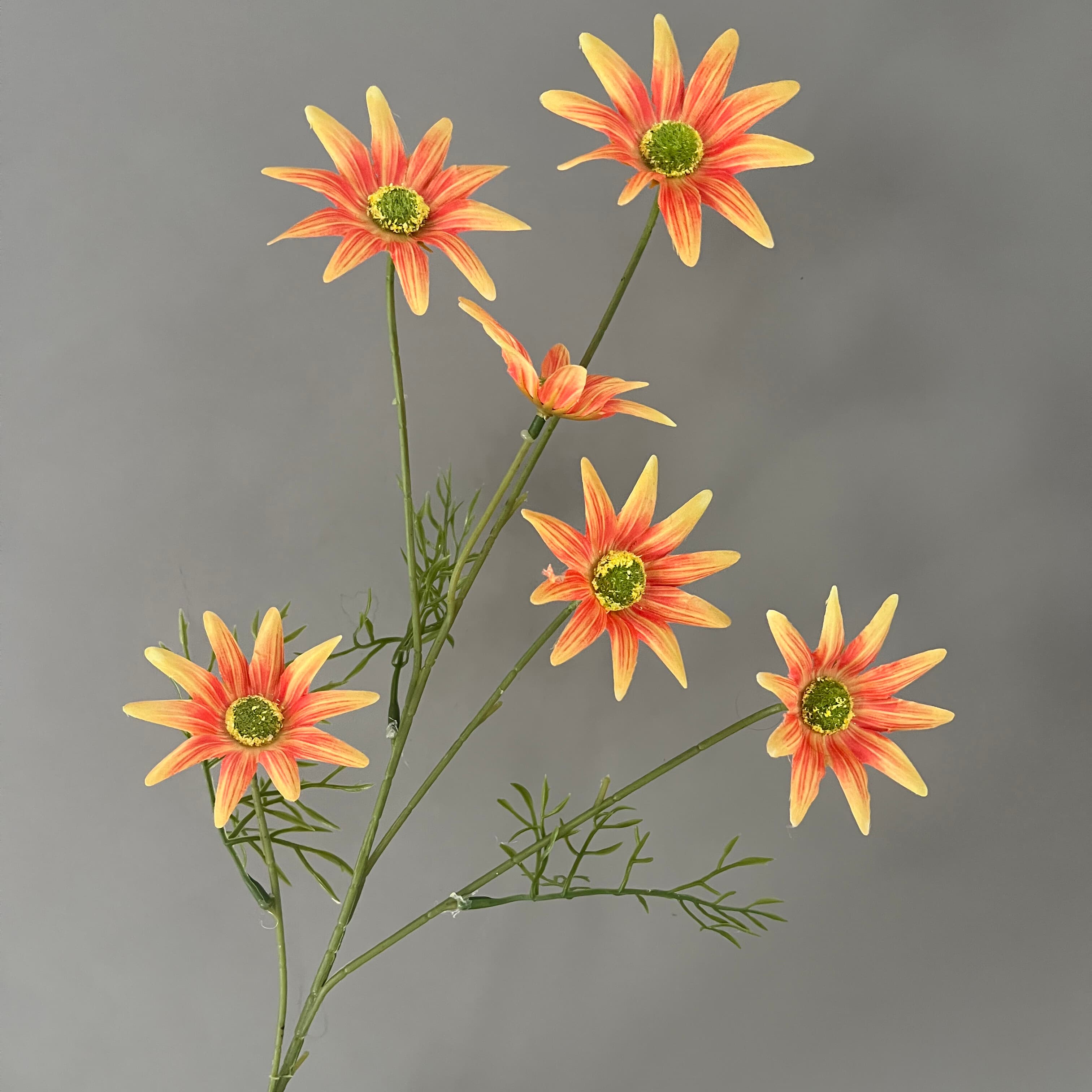 太阳菊 · 橙色太阳菊