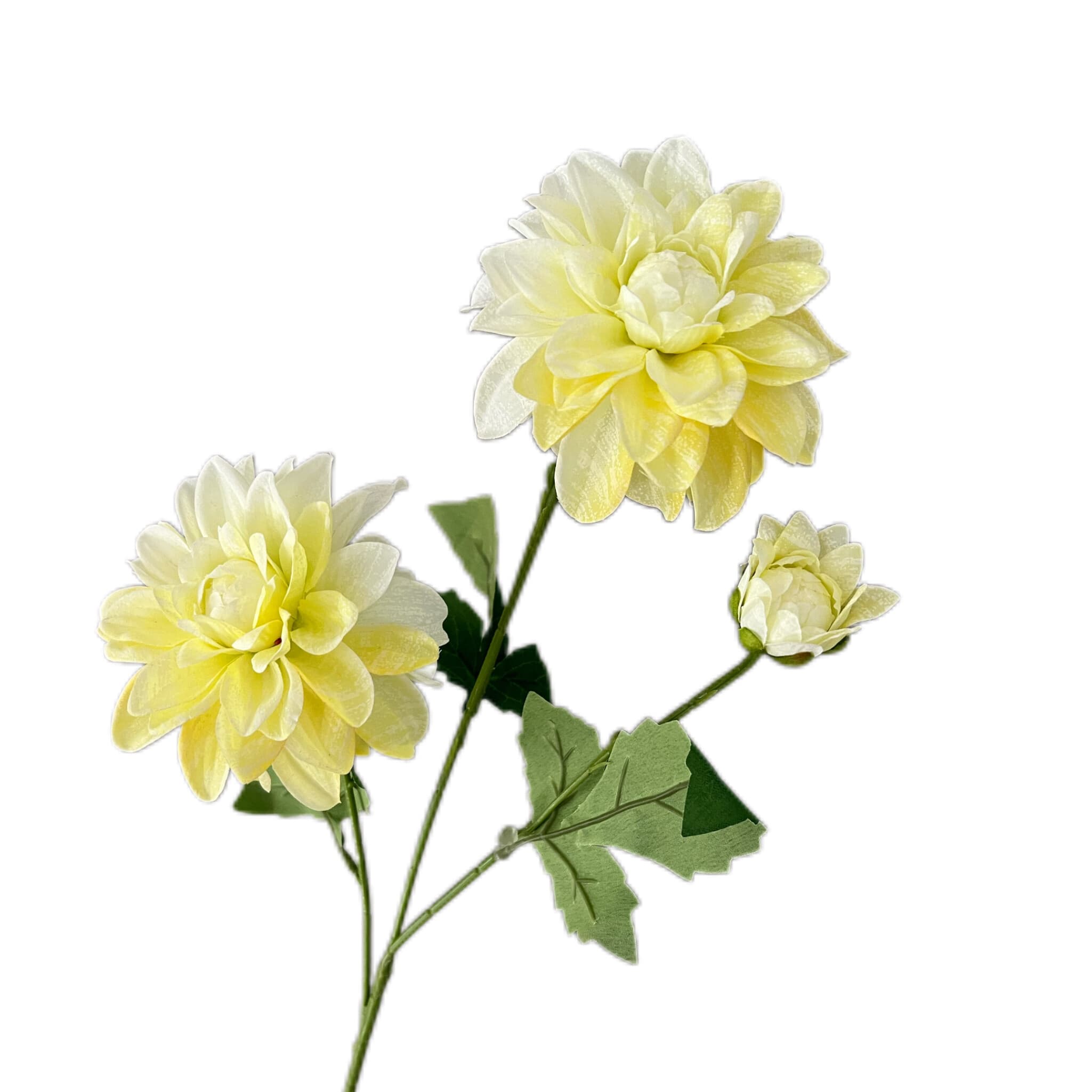 大丽菊