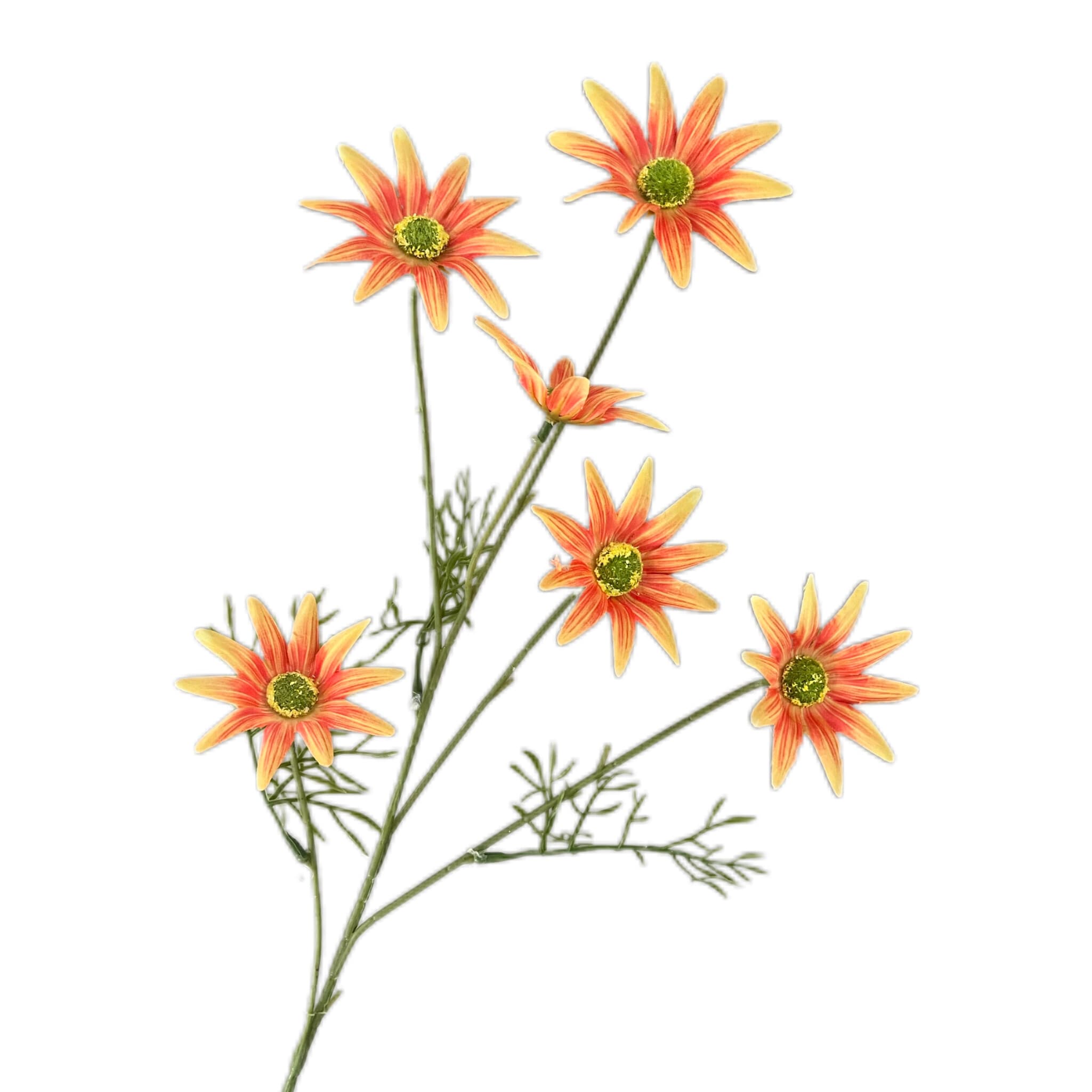 太阳菊