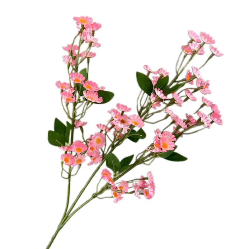 小野菊