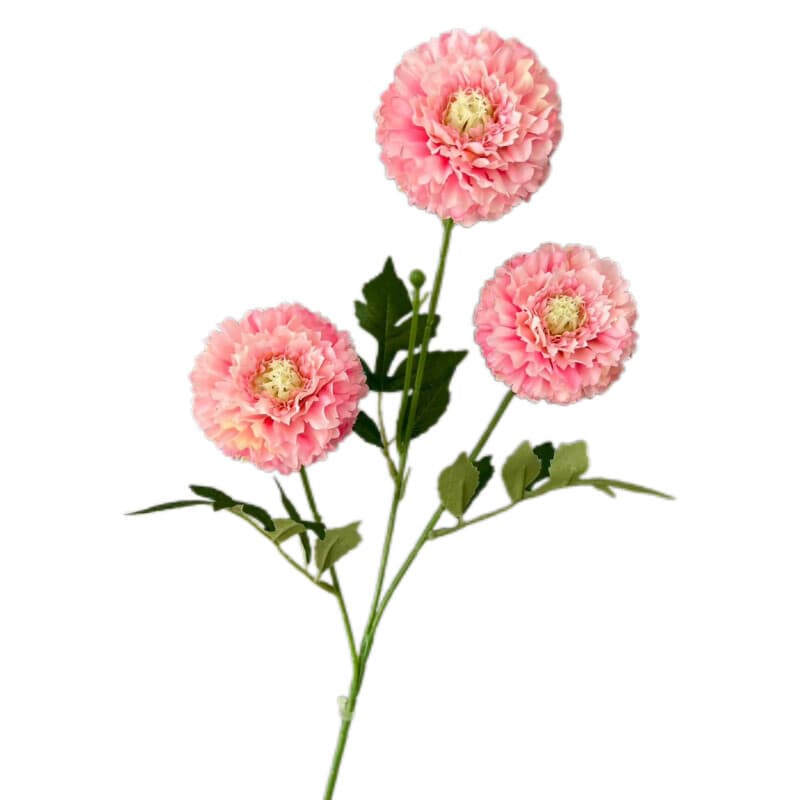 千层菊