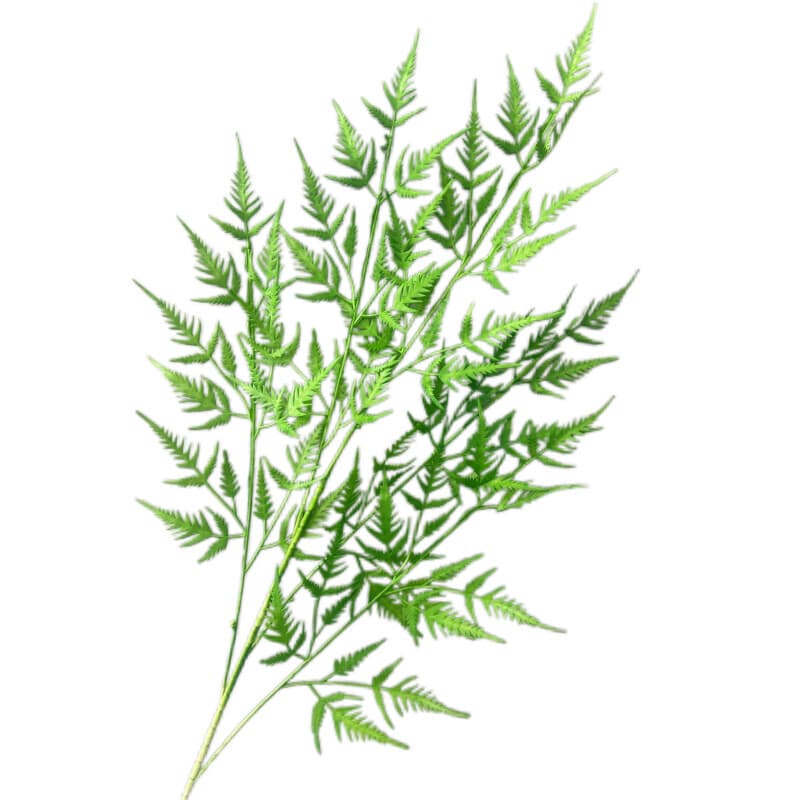 火焰草