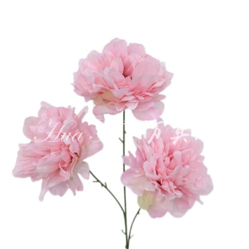 芙蓉牡丹