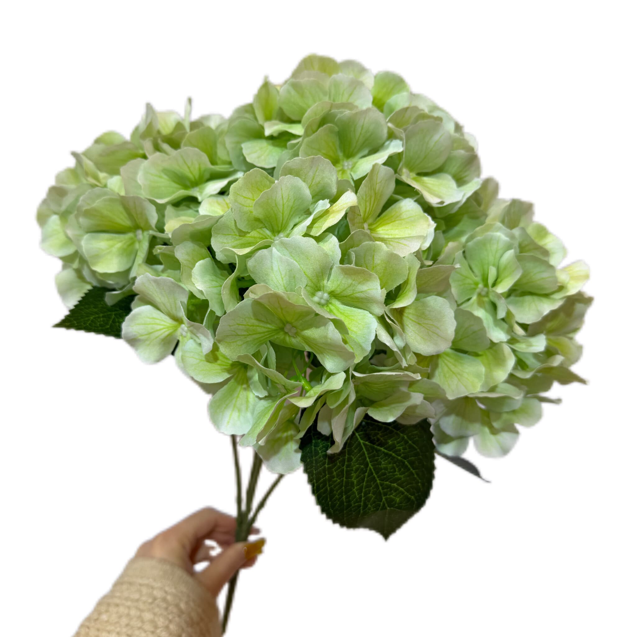 把束花园绣球