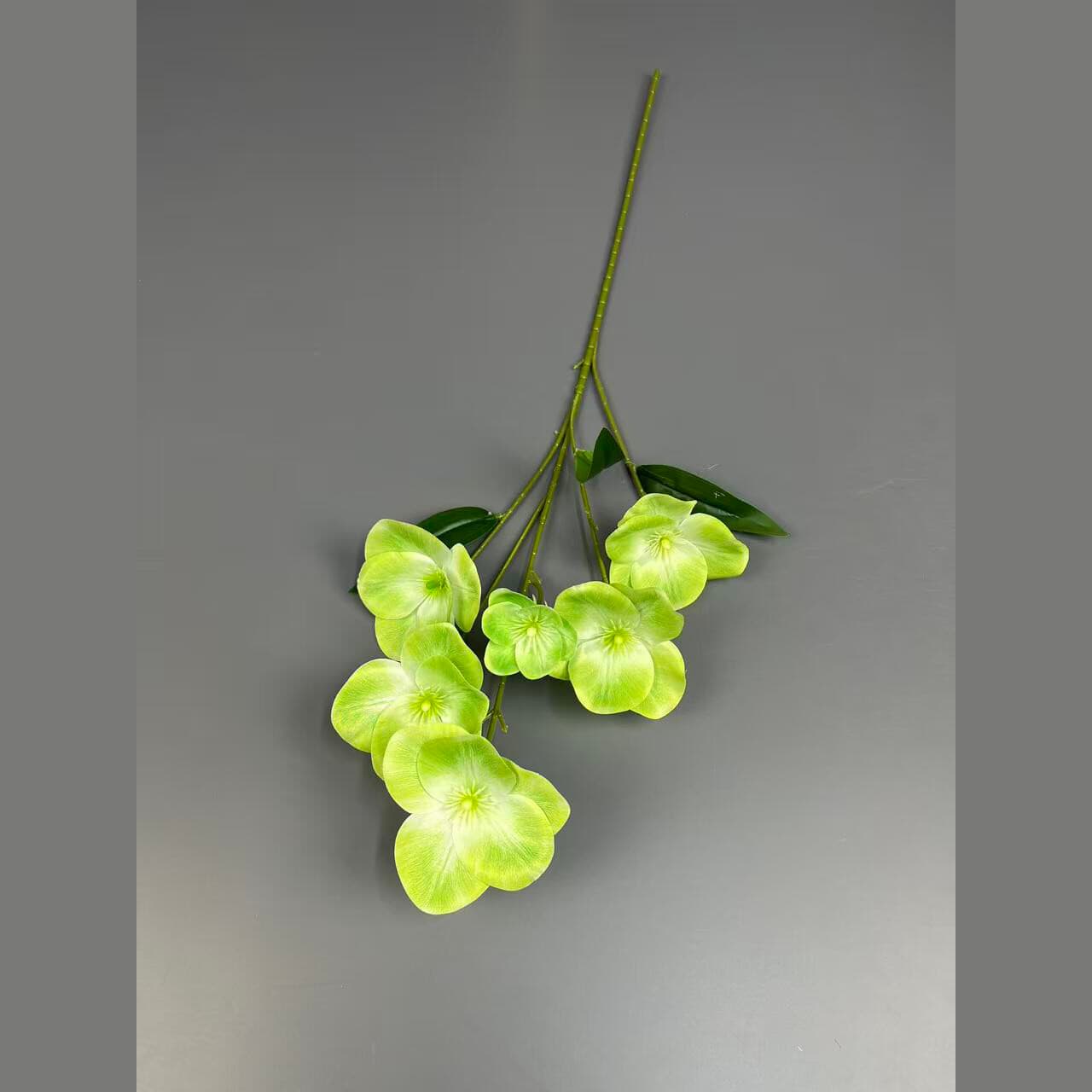 菟葵 · 绿色菟葵