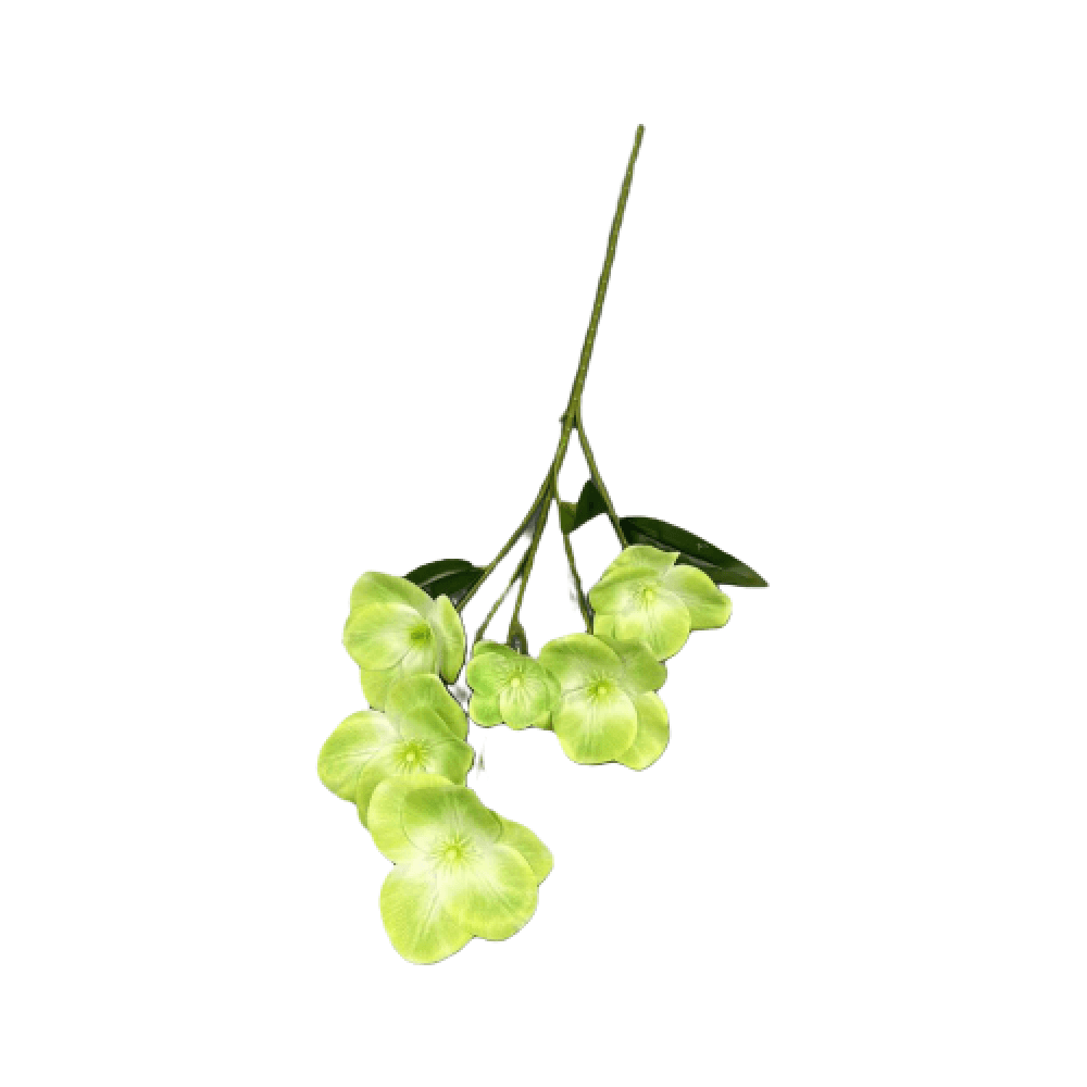 菟葵