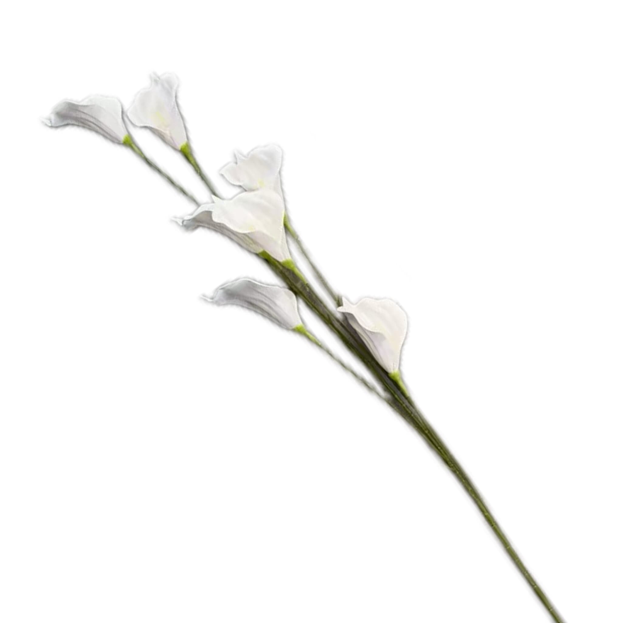 高枝马蹄莲