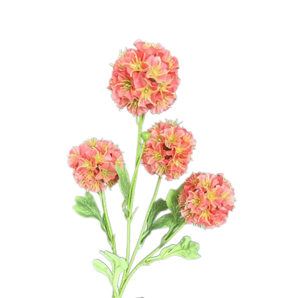 风车果
