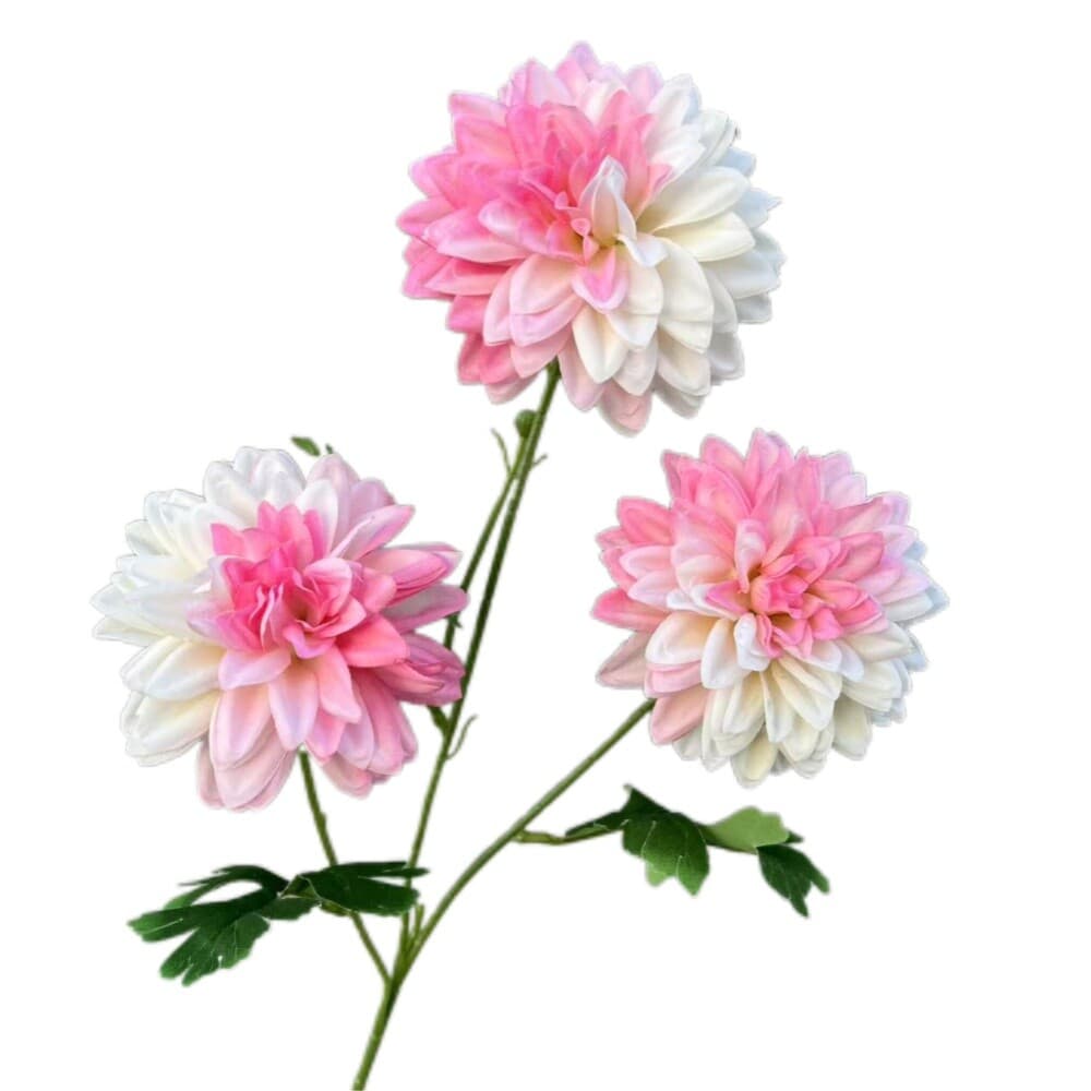 渐变大丽花