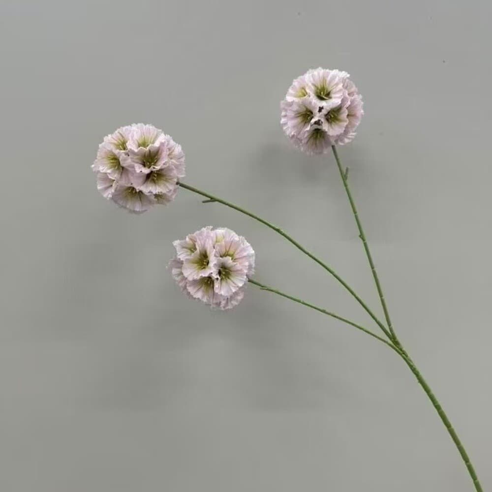 车轮菊 · 浅紫色车轮菊