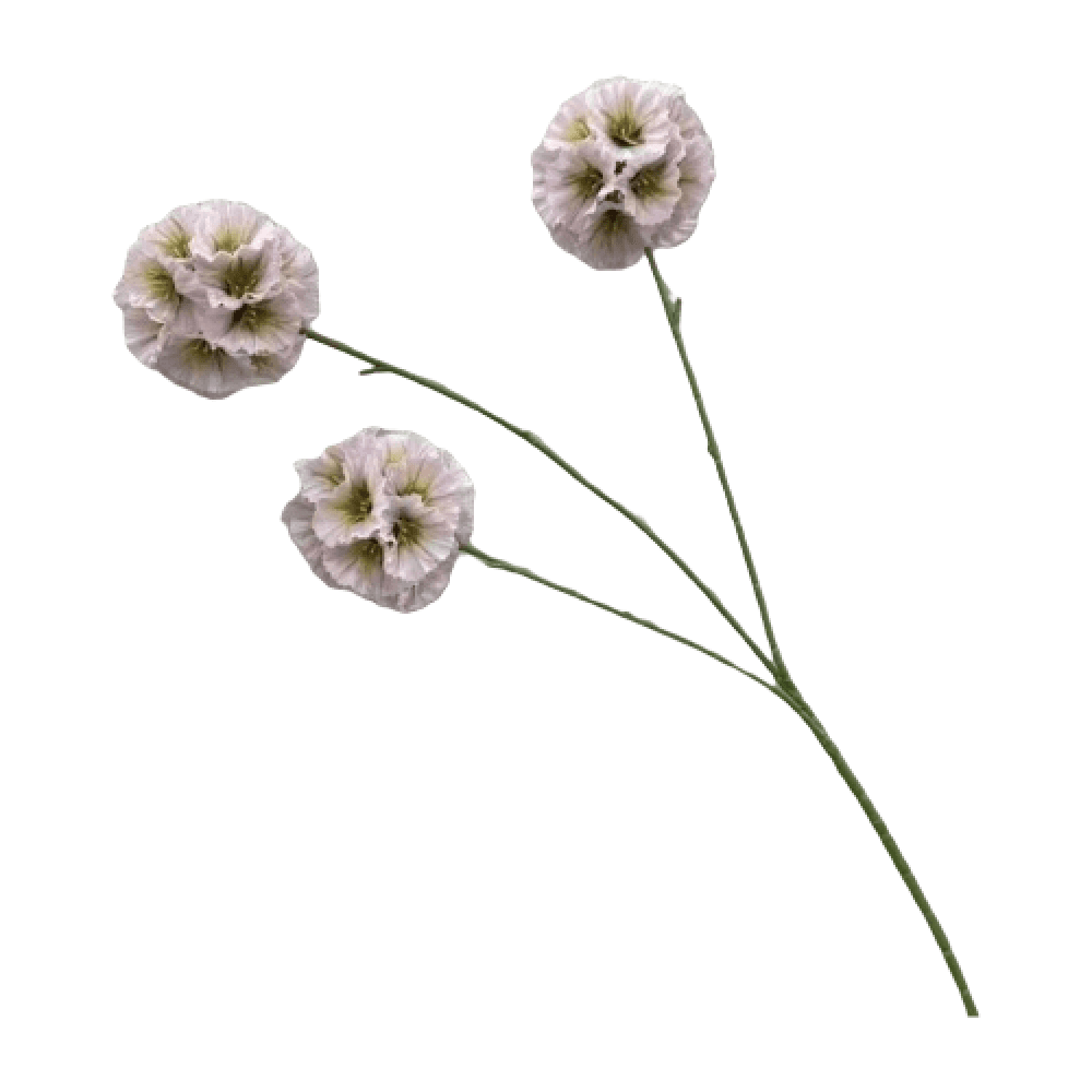 车轮菊